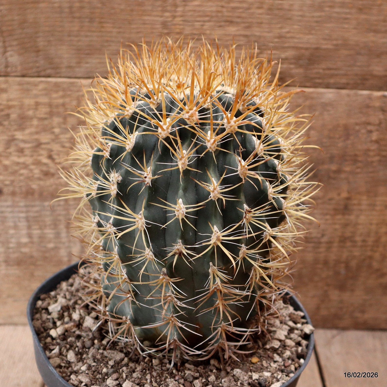 D7807 FEROCACTUS CHRYSACANTHUS pot18-H18-W11,5 cm MaMa Cactus