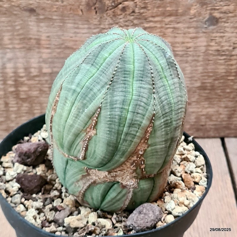 D6275 EUPHORBIA OBESA ARROW MONSTER pot14-H13-W9 cm MaMa Cactus