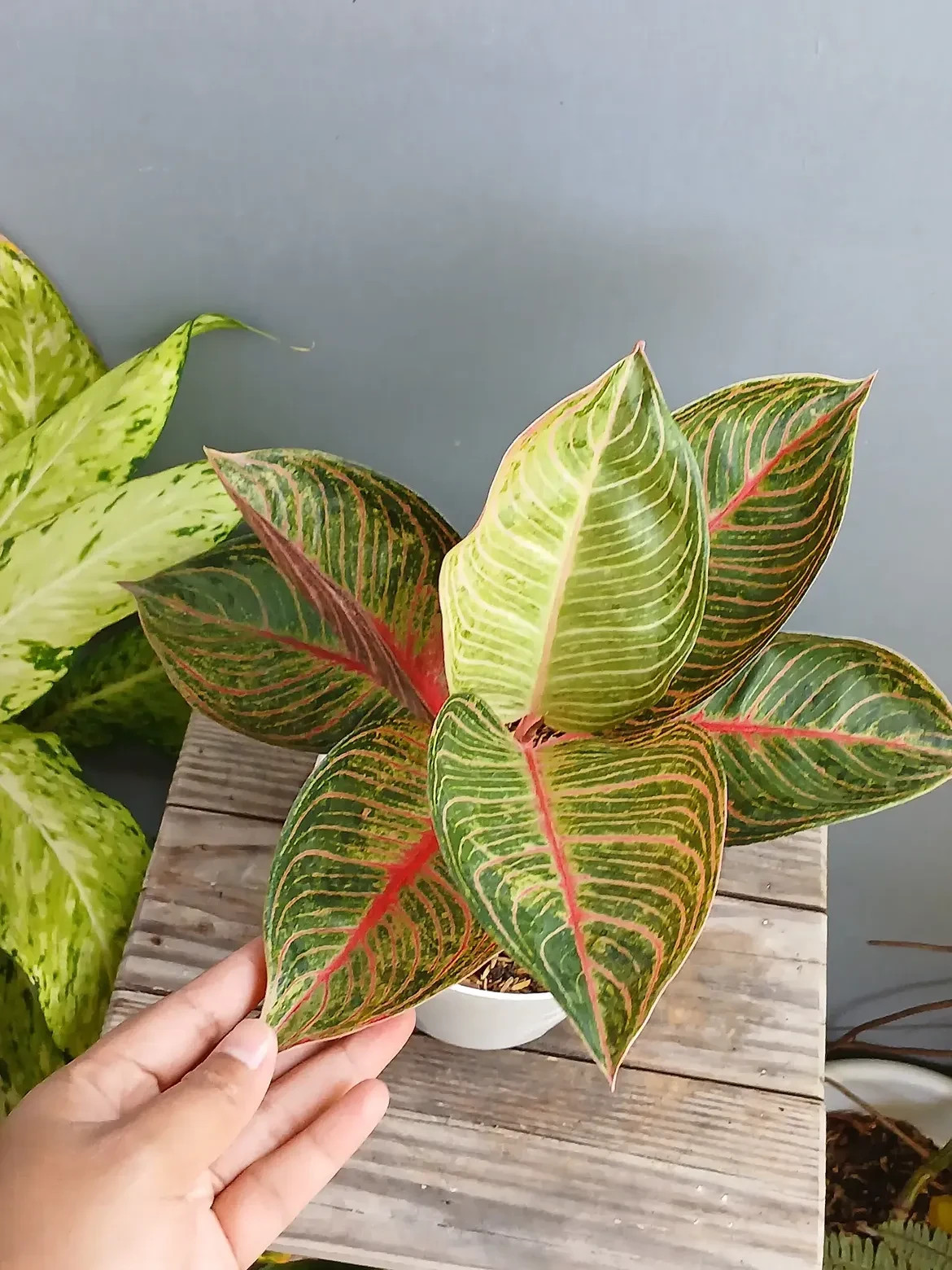 Aglaonema Golden Kresna Large Size Real Picture