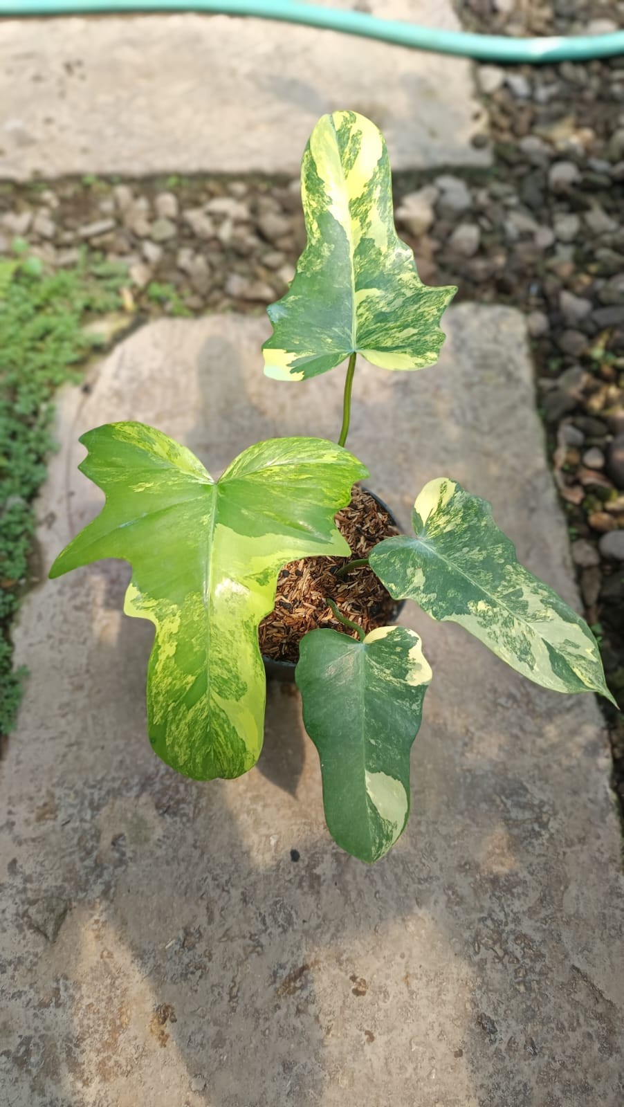 Real Picture Philodendron Florida Beauty x Golden Dragon Variegated