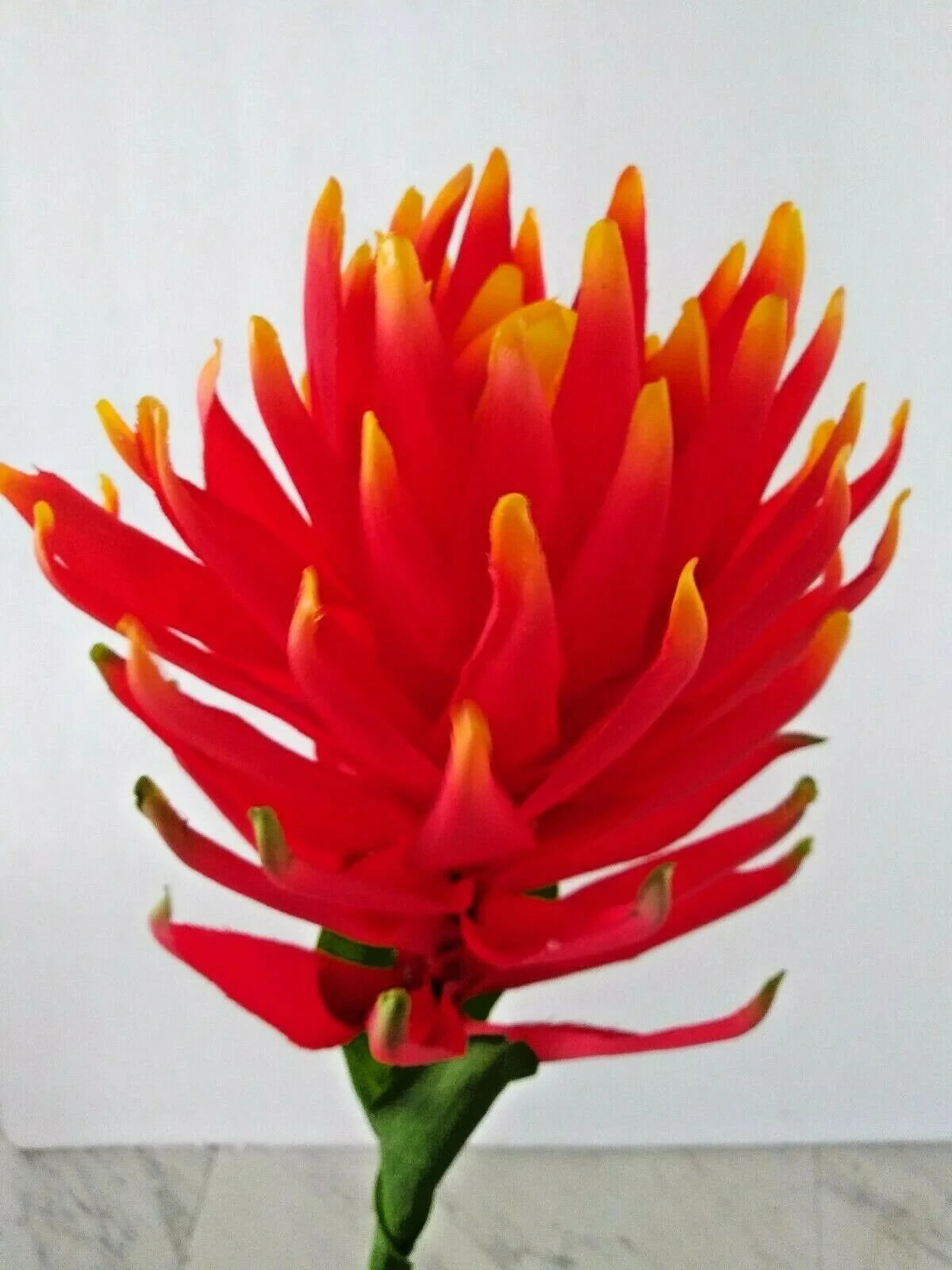 30″ Orange/Red tropical bromeliad blossom stem