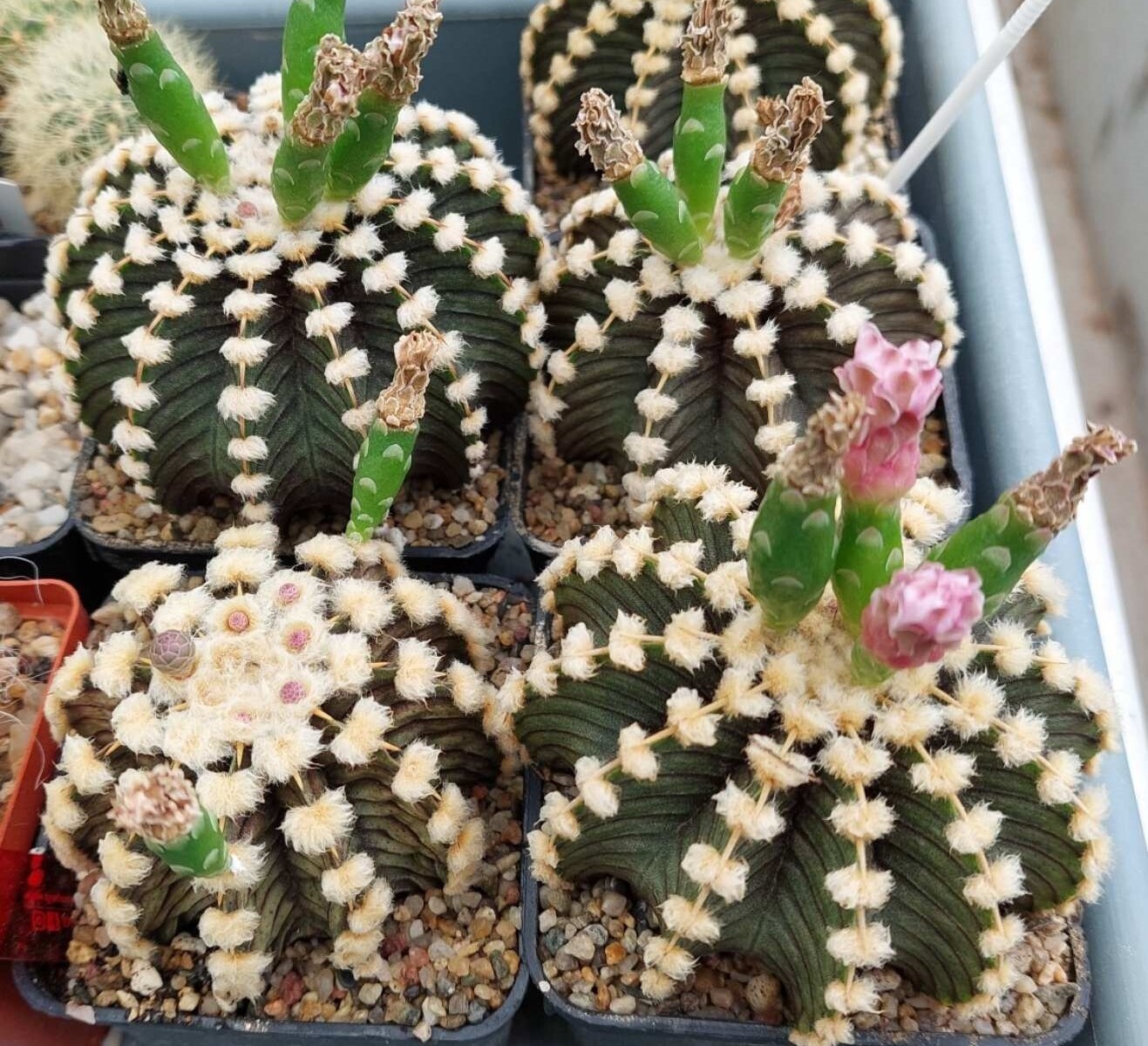 Gymnocalycium friedrichii -Agua Dulce- Select form 20 seds harvest 2024