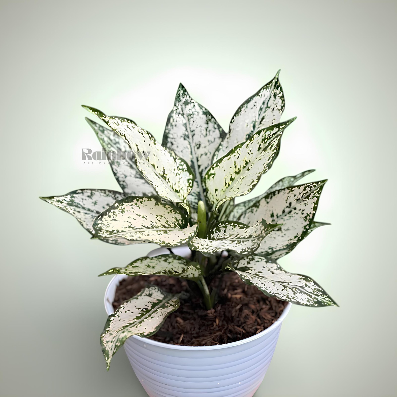 Aglaonema Snow WhiteBeatiful Ornamental Plant