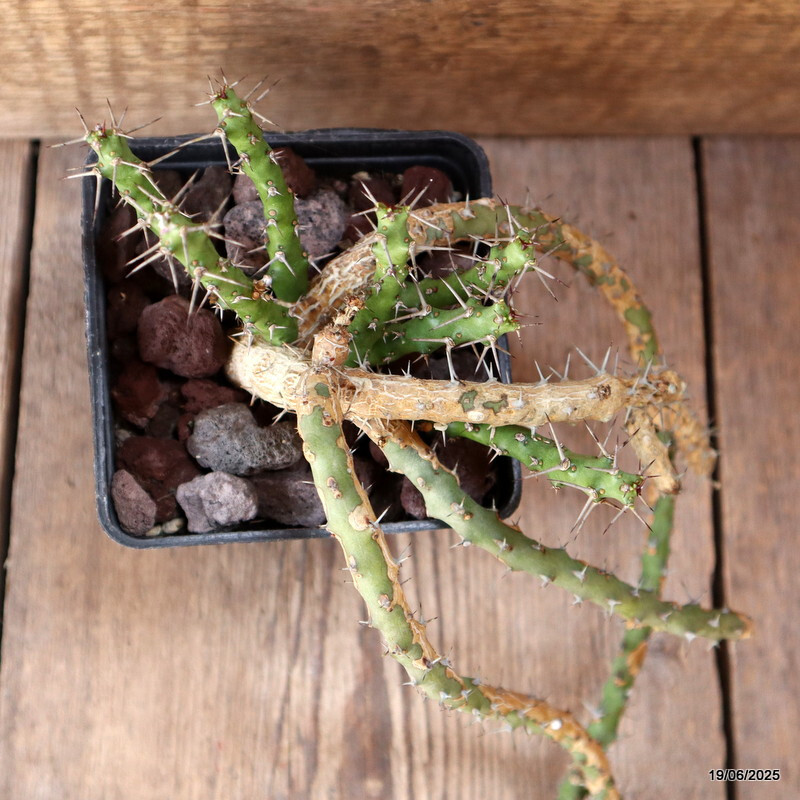 D4739 EUPHORBIA SP. pot10-H38-W20 cm MaMa Cactus