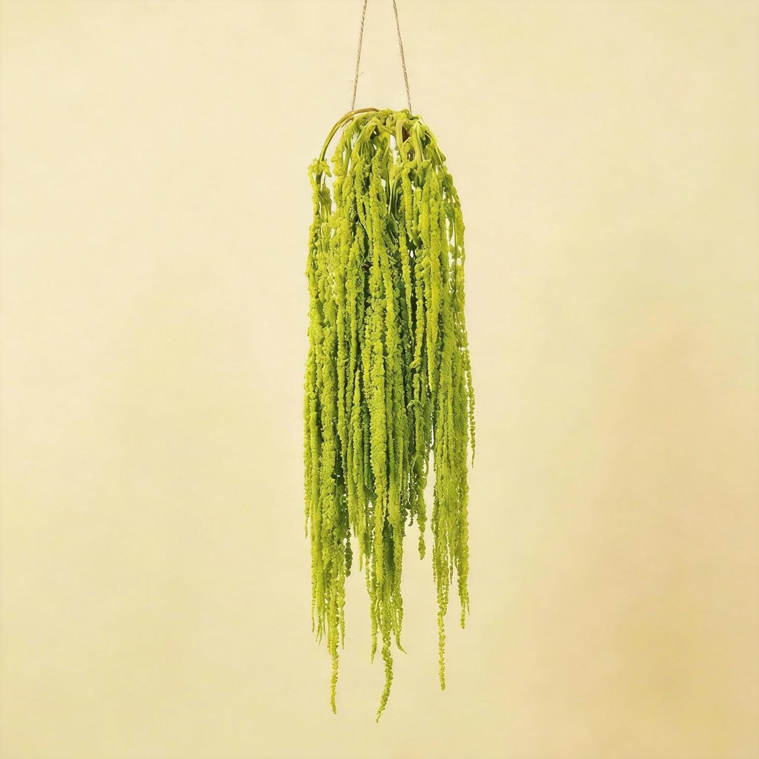 Silva Loup 24Pcs Dried Wisteria Flowers – 30″ Bleached Green Vine Decor