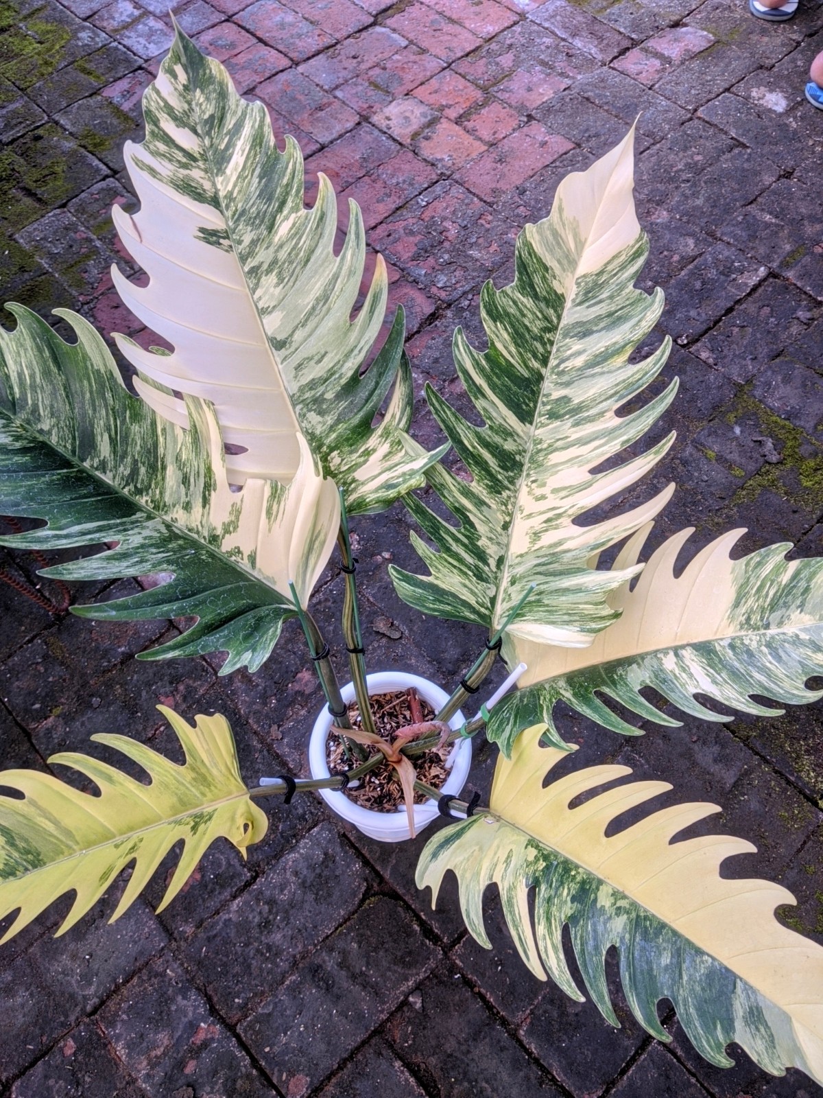 Philodendron Caramel Marble Variegated Real Picture Large Size Free Phito