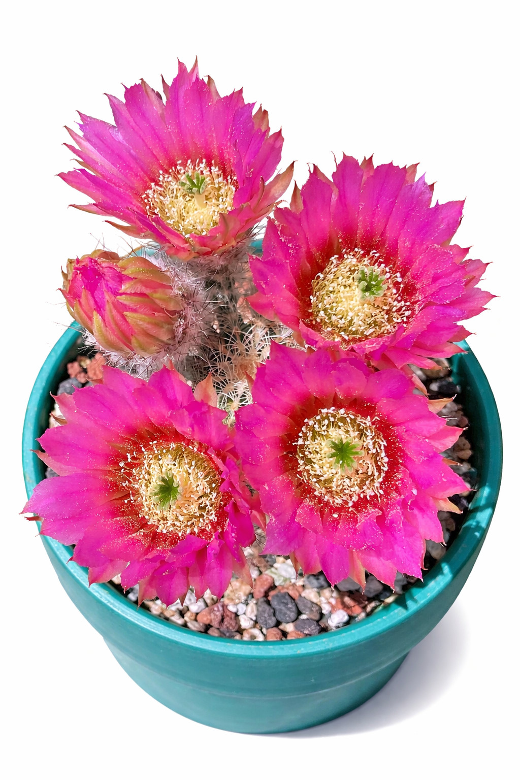 Echinocereus caespitosus 100 SEEDS – Lace cactus | Hedgehog cactus