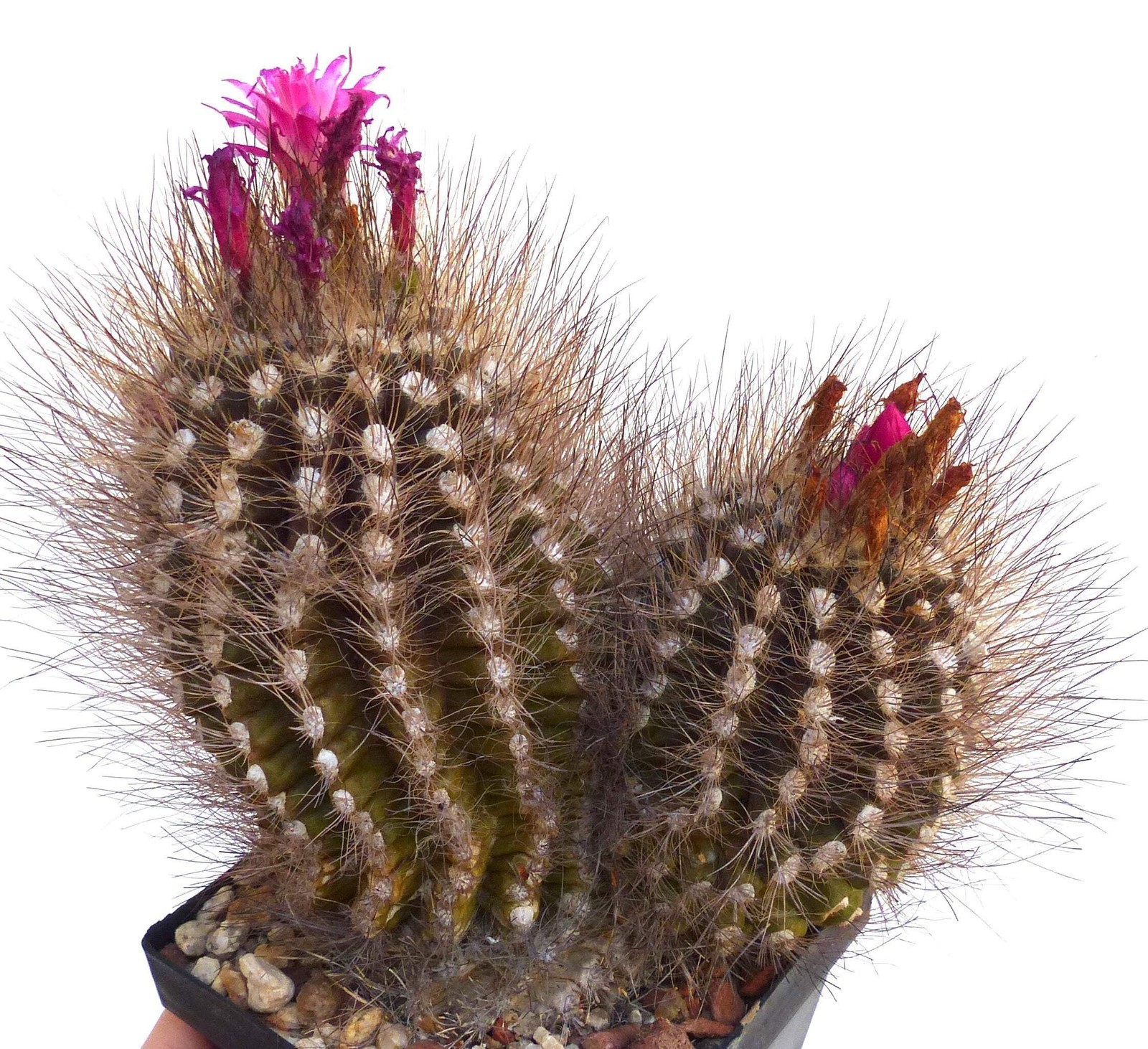 Neoporteria villosa 10 SEEDS – Neoporteria | Villosa cactus