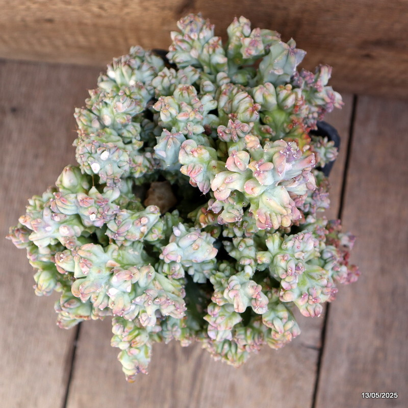 D4093 MYRTILLOCACTUS GEOMETRIZANS STRICTUS pot15-H20-W24 cm MaMa Cactus