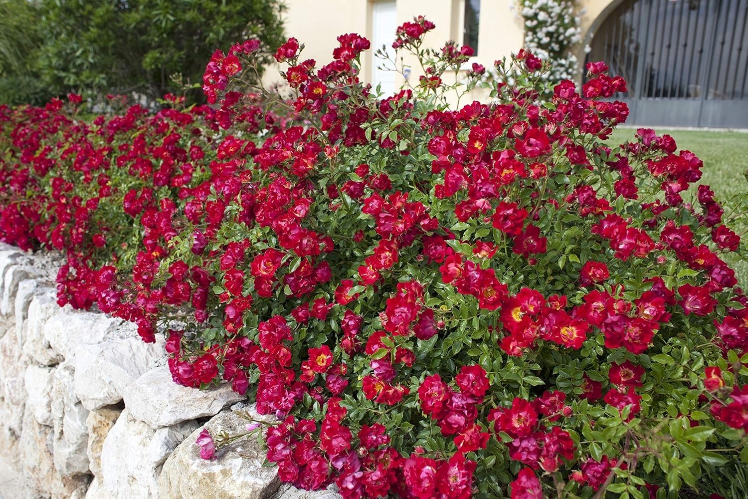 Red Rose Shrub – Seasonal Blooms – Easy Care