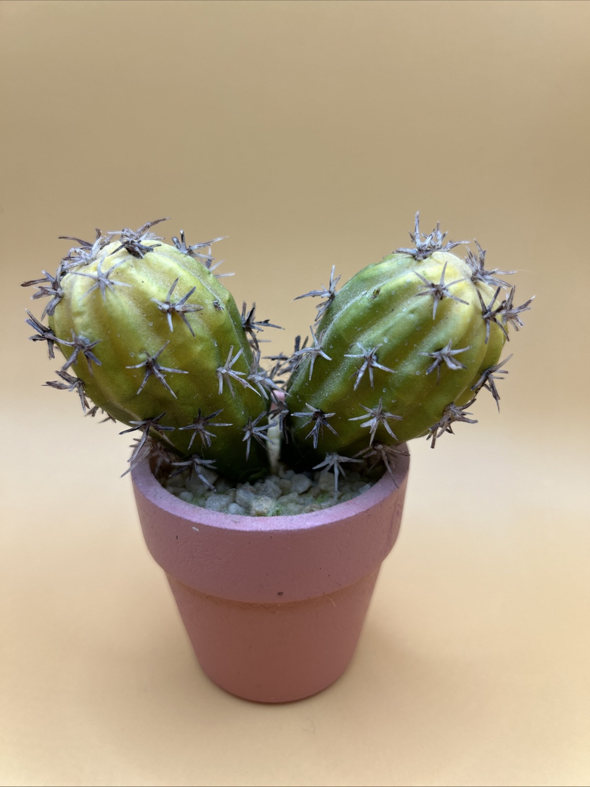 5- Artificial Cactus/ Succulent Plants 5”Tall, Terra Cotta Pots. Realistic