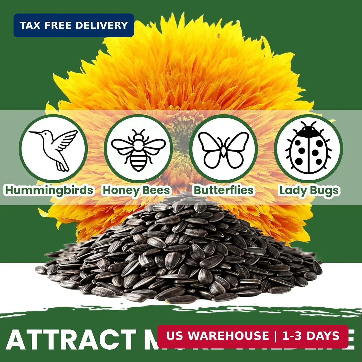 800+ Giant Teddy Bear Sunflower Seeds – Fluffy Double Yellow Petals – Extra Larg