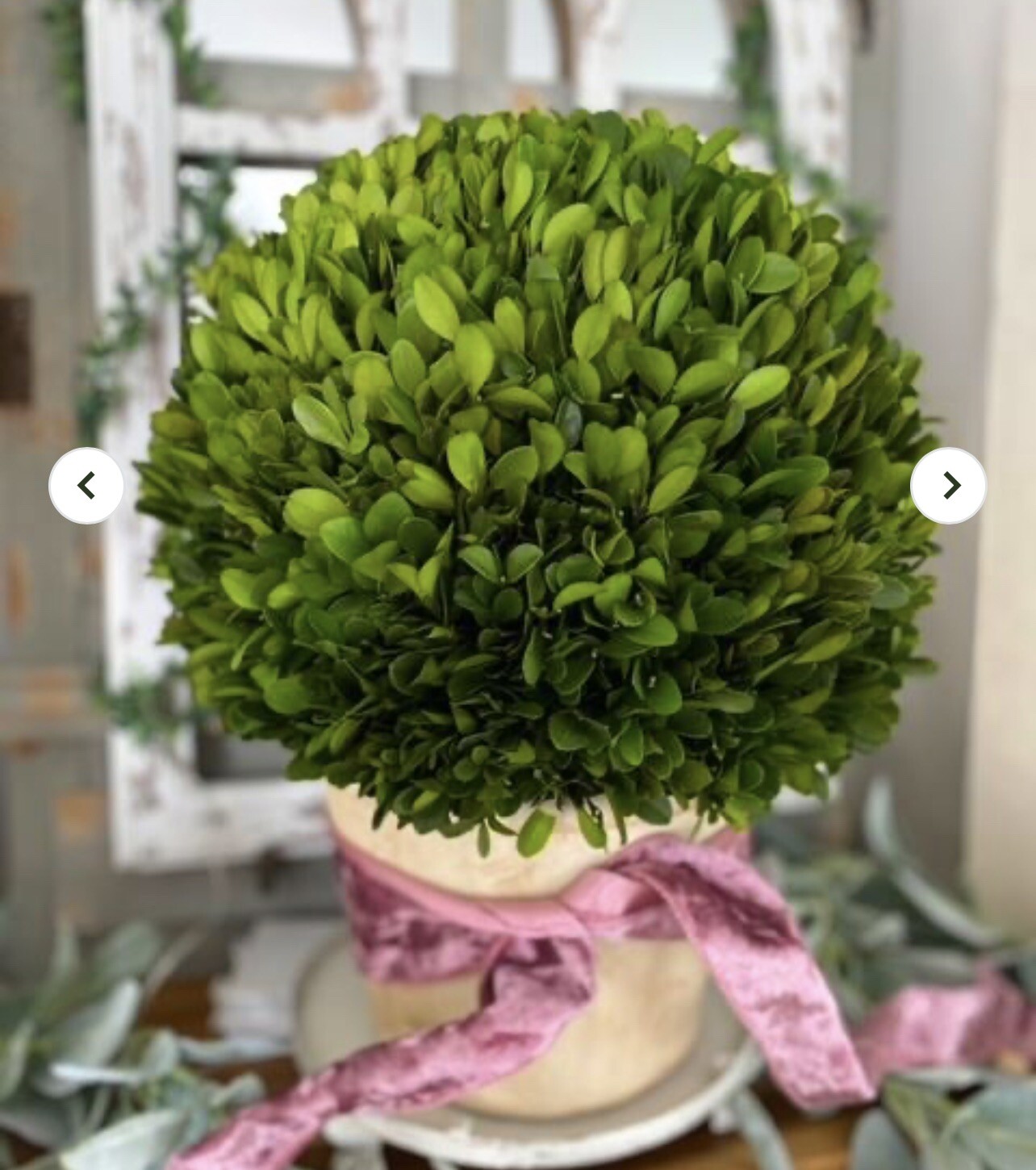 15″ Real Preserved Boxwood Topiary Ball Plant in Decorative Planter. Retail $189