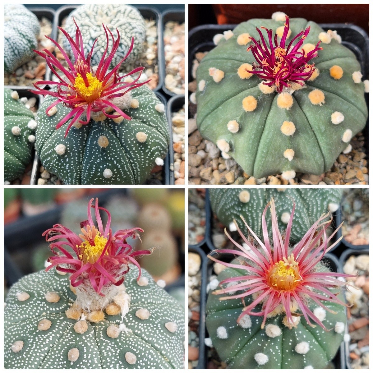 Astrophytum asterias ‘Shinshowa’ F2 10seeds harvest 2025