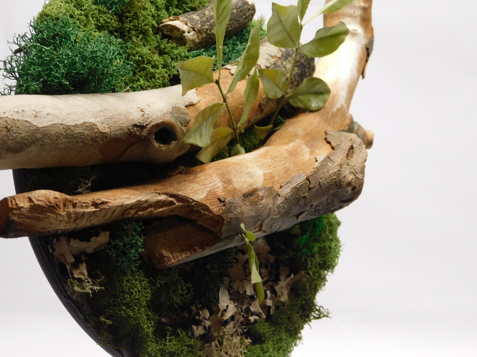 FREE SHIPPING preserved moss wall art with branches, mounted on cherry board 8″
