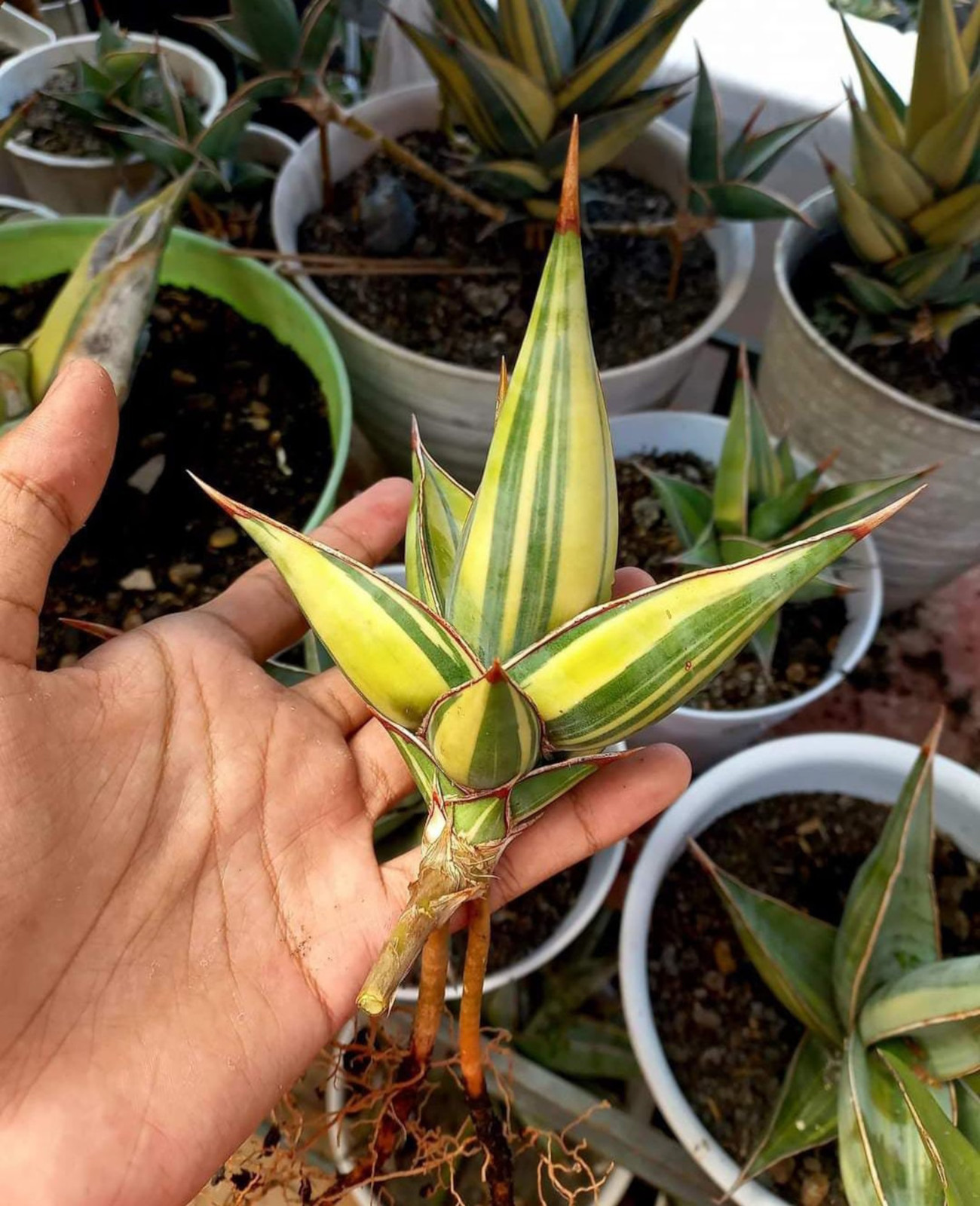 Sansevieria Pinguicula Variegated Medium Size Rare Uniqe Snake Plant