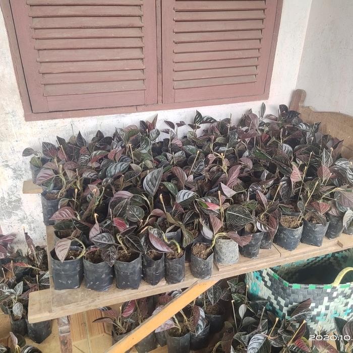 Real Picture Aglaonema Rotundum Aceh Beautiful Rare Plant