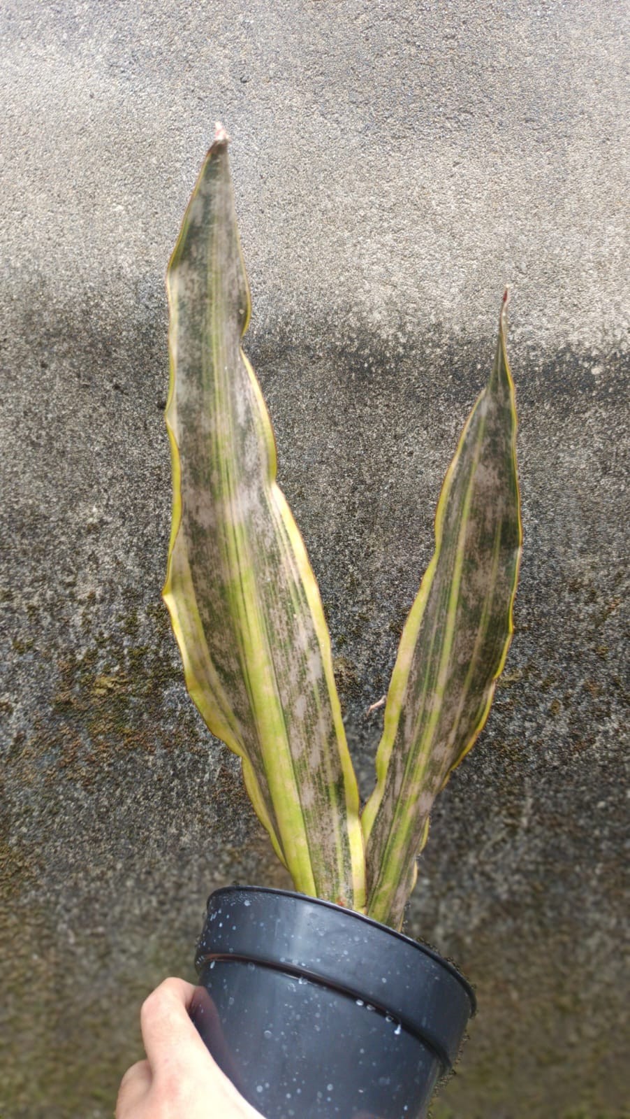 Real Picture Sansevieria Kirkii Brown Yellow Marginata Variegated Big Size