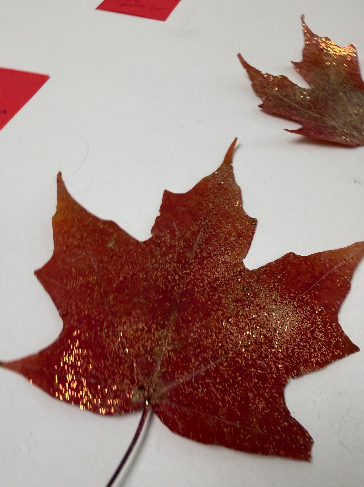 Set of 10 Glitter Maple Leaves – Real Preserved Autumn Leaves