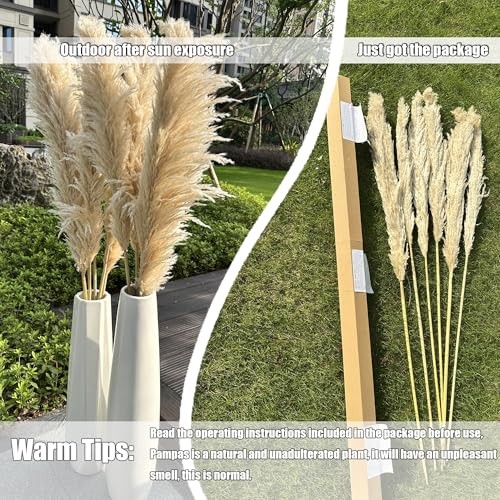 55″ inch Scarcity Natural Pampas Grass Decor Tall, pompas Grass, Tall Pampas