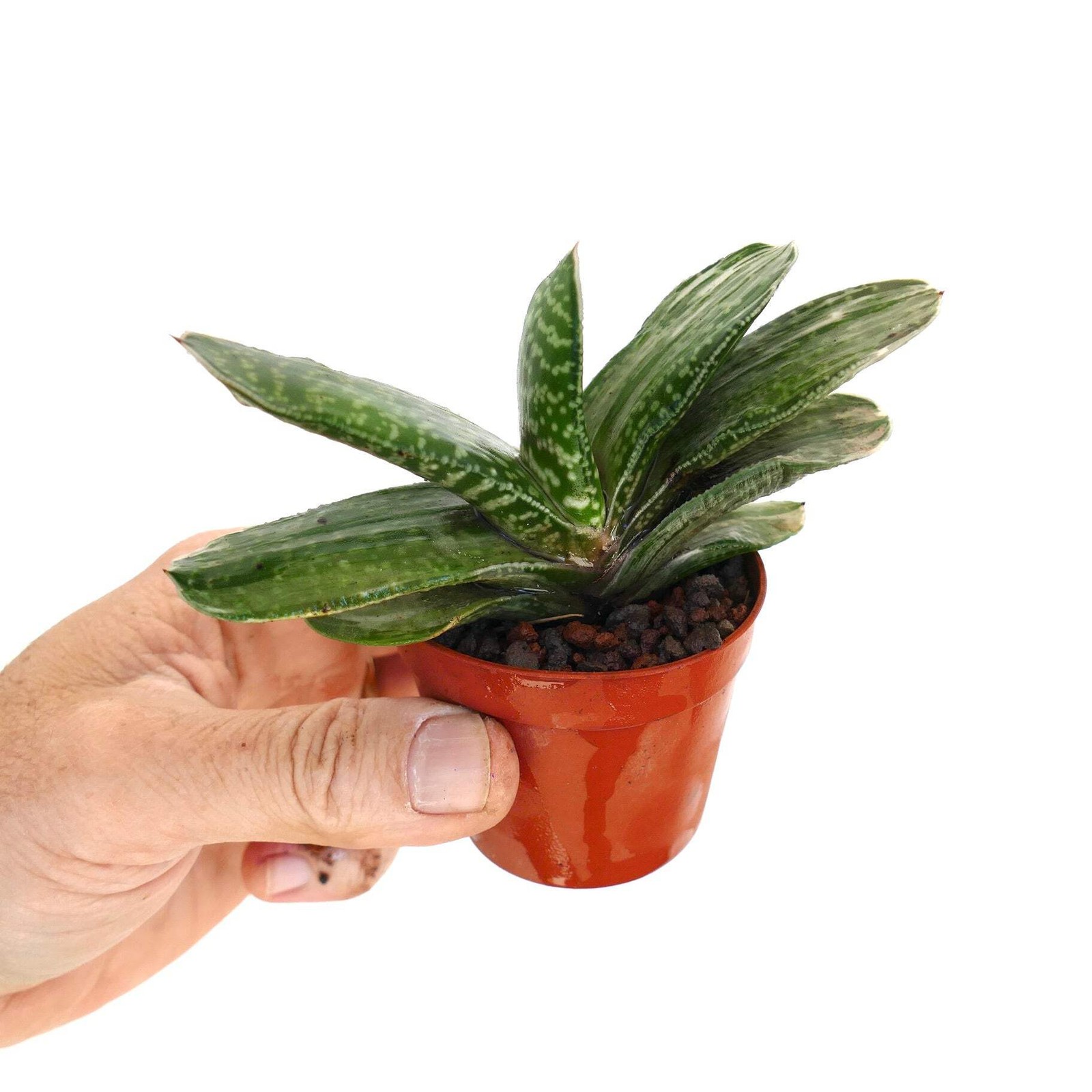 Gasteria Ariso-no-Matsu x Gasteria carinata – Gasteria | Ox-tongue