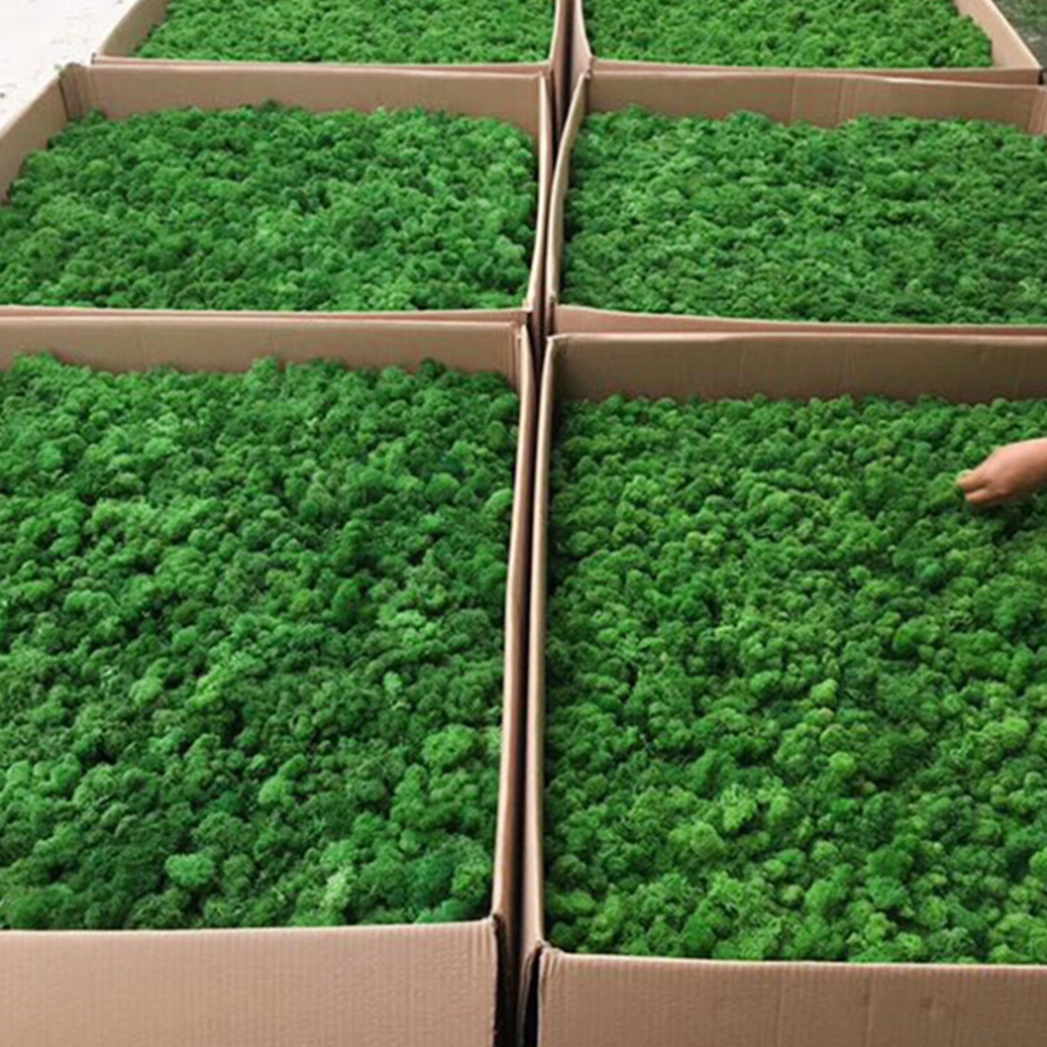 Preserved Moss Wall Decor Real Preserved Moss No Maintenance Required Z4F9
