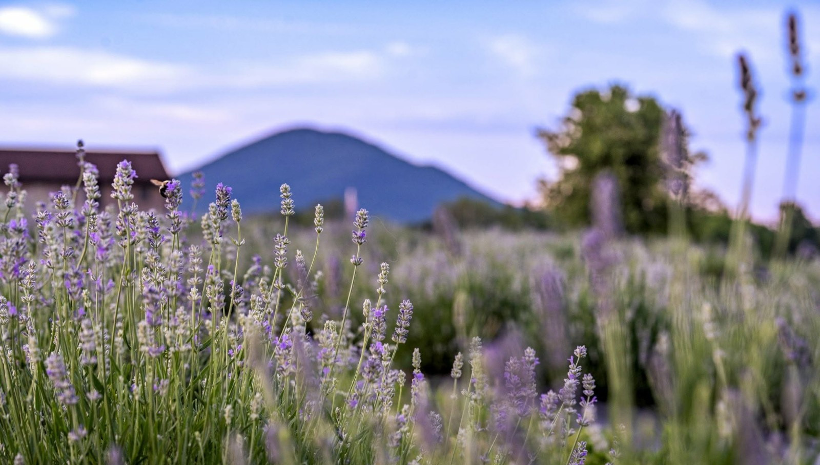 Dried Lavender Flowers Bundle Fragrant USA Farm Grown Wedding Decor Gift Bunch