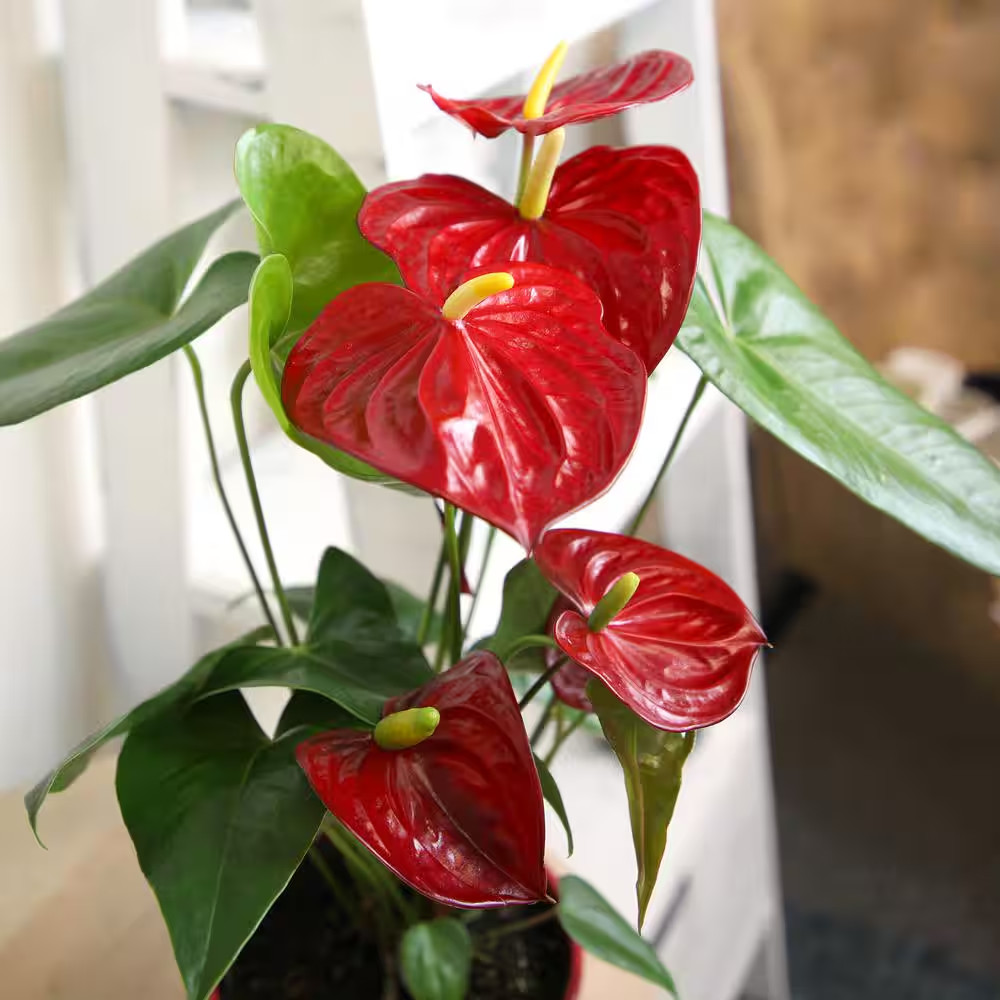 6 In. Red Flamingo Flower (Approximately 20 In. Tall) Decorative House Plant Gif
