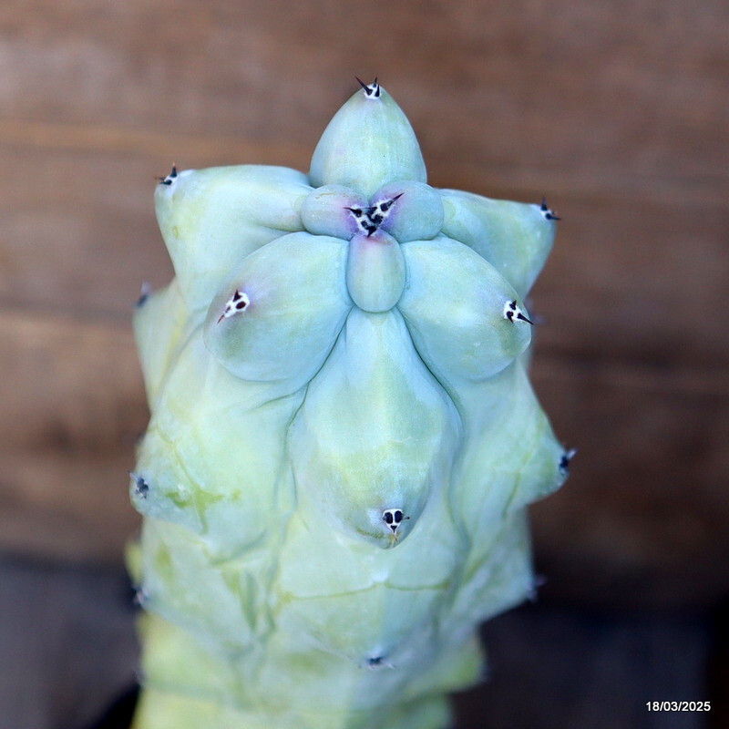 A5941 MYRTILLOCACTUS FUKUROKURIUZINBOKU pot14-H45-W7 cm MaMa Cactus