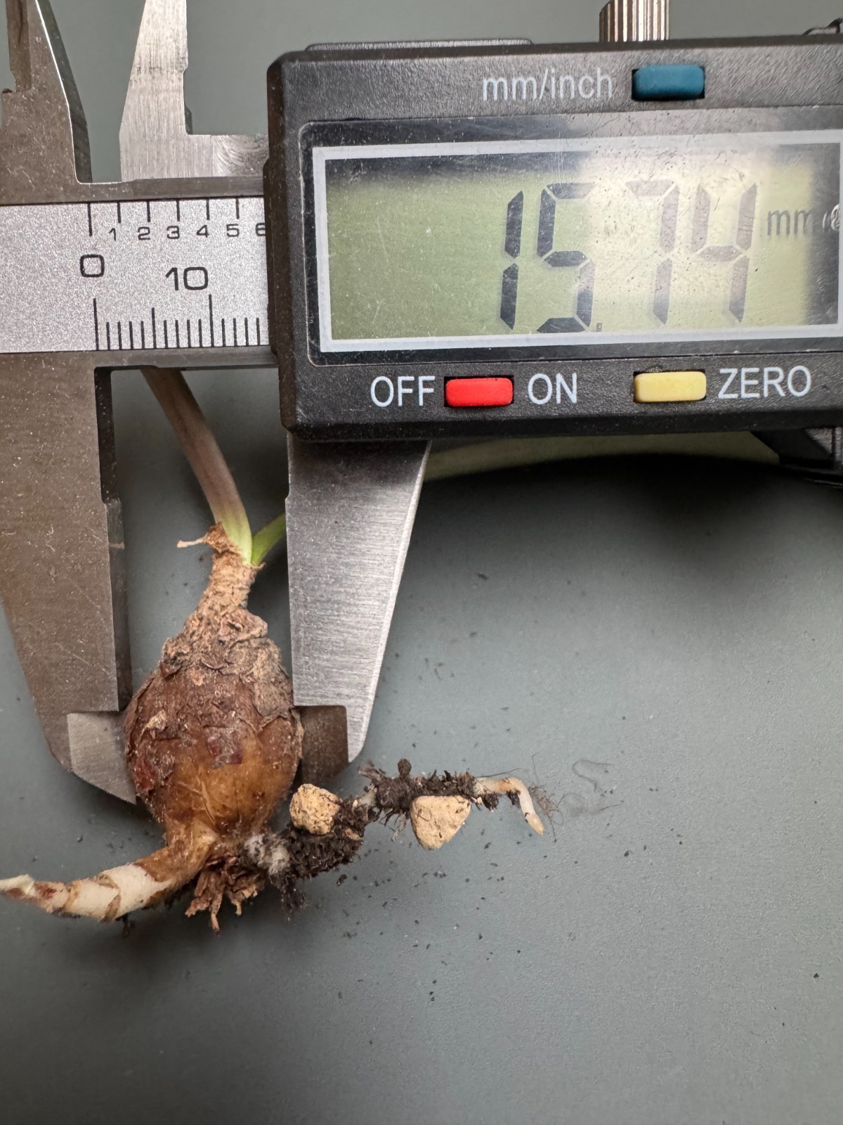 Hippeastrum traubii “Picota” + offset – extremely rare bulb 1.5 cm