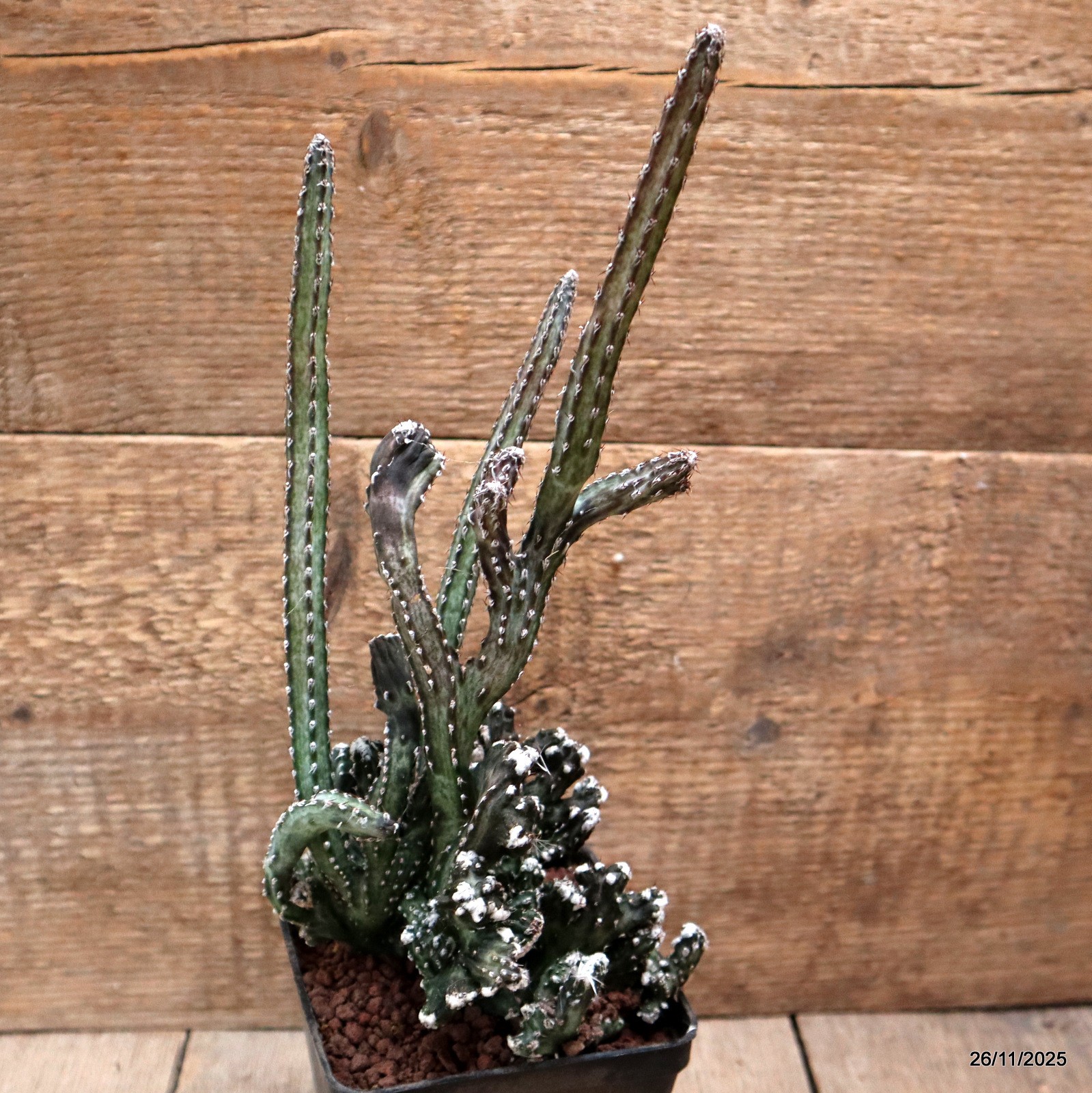 D7555 MONVILLEA SPEGAZZINII CRESTED pot10-H30-W14 cm MaMa Cactus