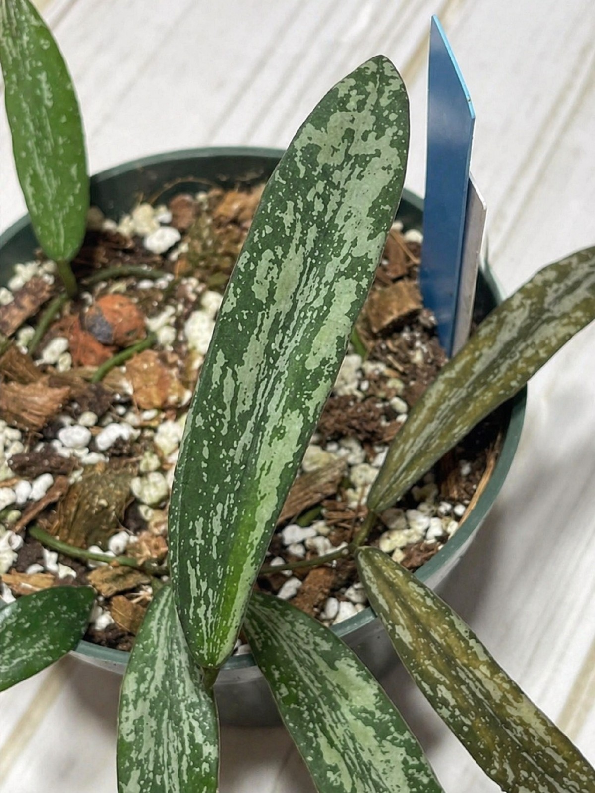 Hoya Sigillatis Live Plant Rare Splash Hoya Silver Grow in pot
