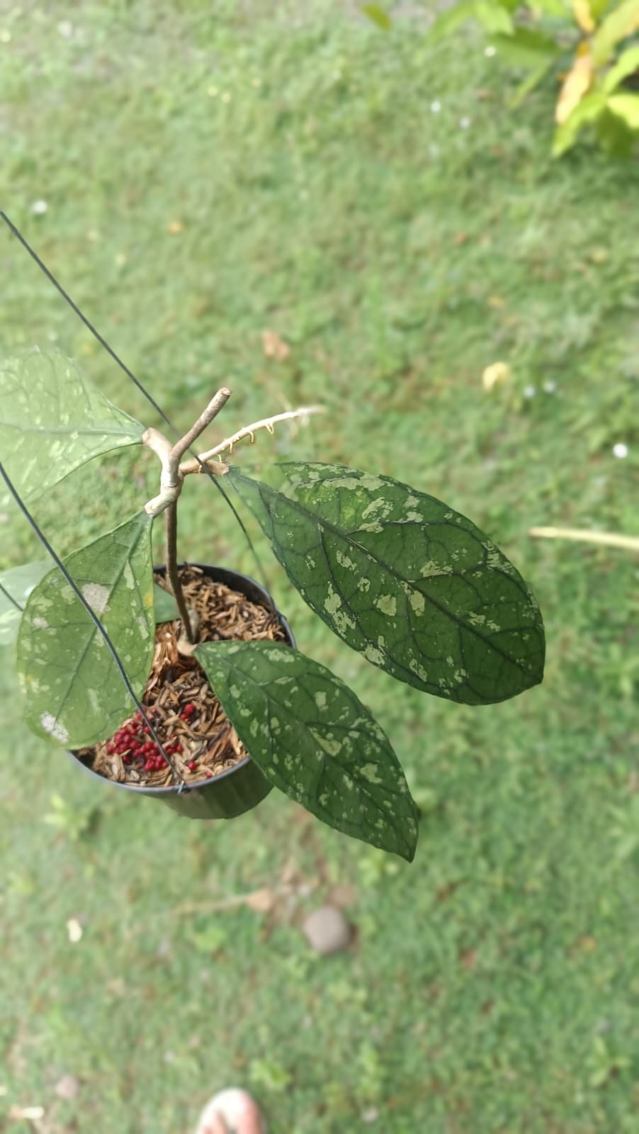 Real Picture Hoya Clemensiorum Splash Sp Borneo Rare Wax Plant