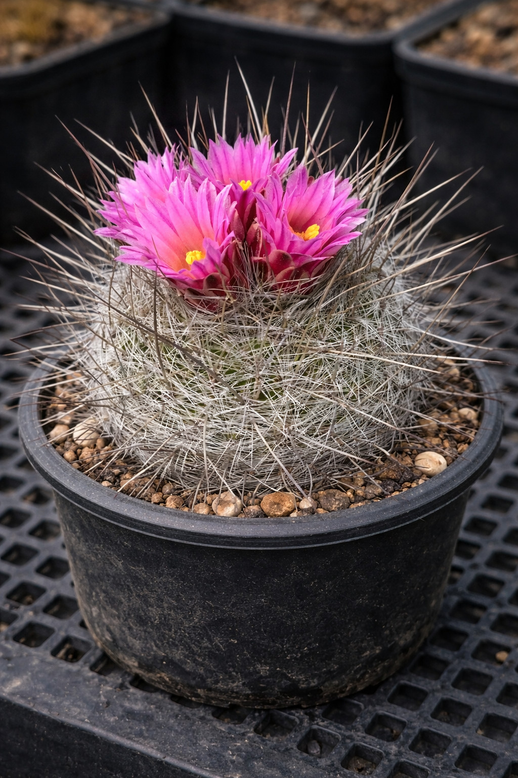Thelocactus macdowellii 100 SEEDS – Rare Cactus SEEDS