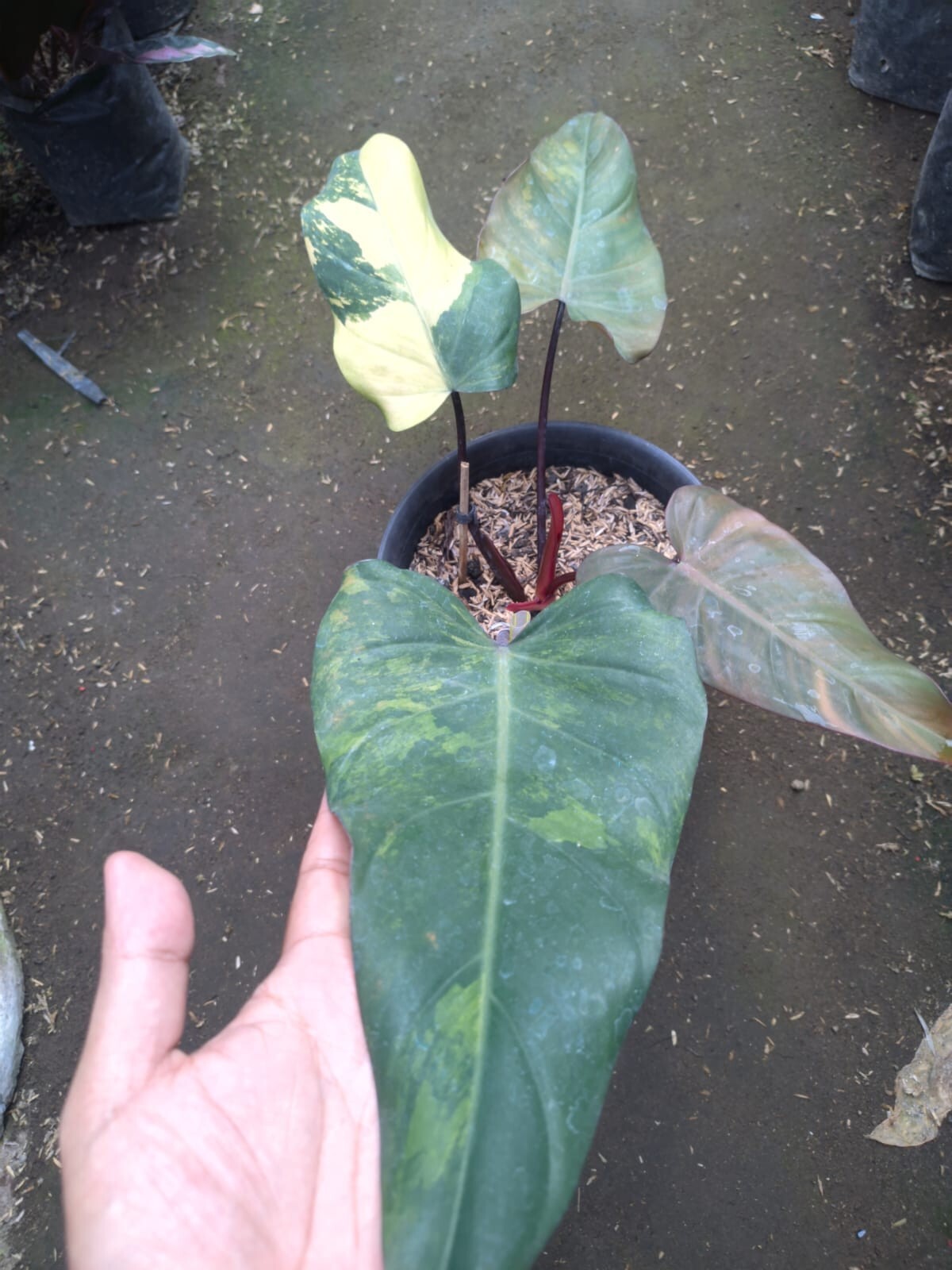 Real Pick Philodendron Dark Lord Variegated Big Leaf