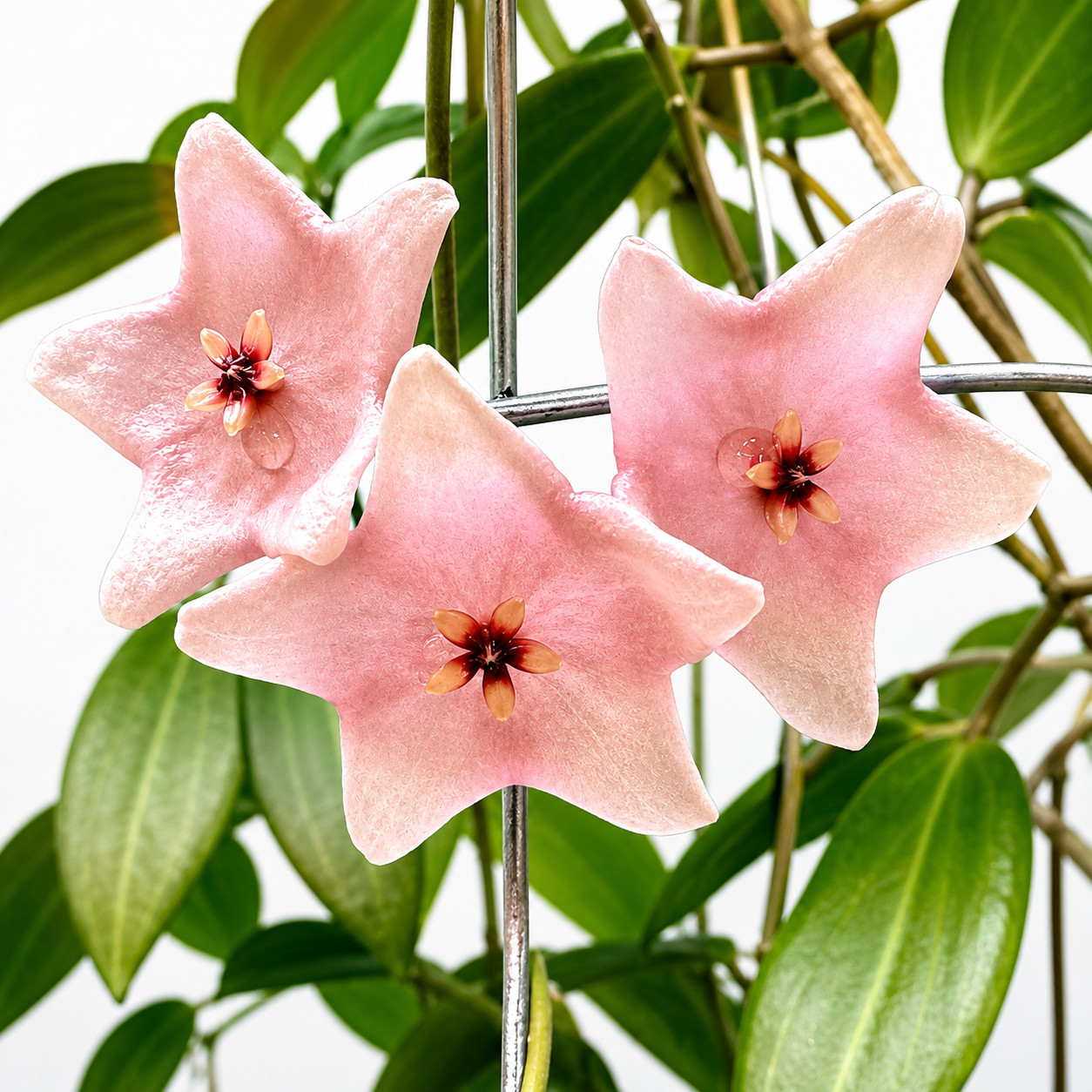 Hoya Evelinae Rare Variegated, Real Picture, Aroid Houseplant