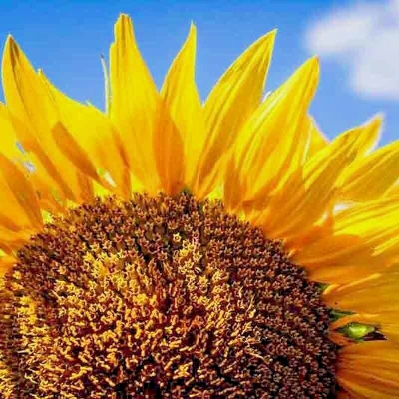 Flower DWARF Sunflower_Giant Single_Helianthus annuus_50 seeds_bag pack