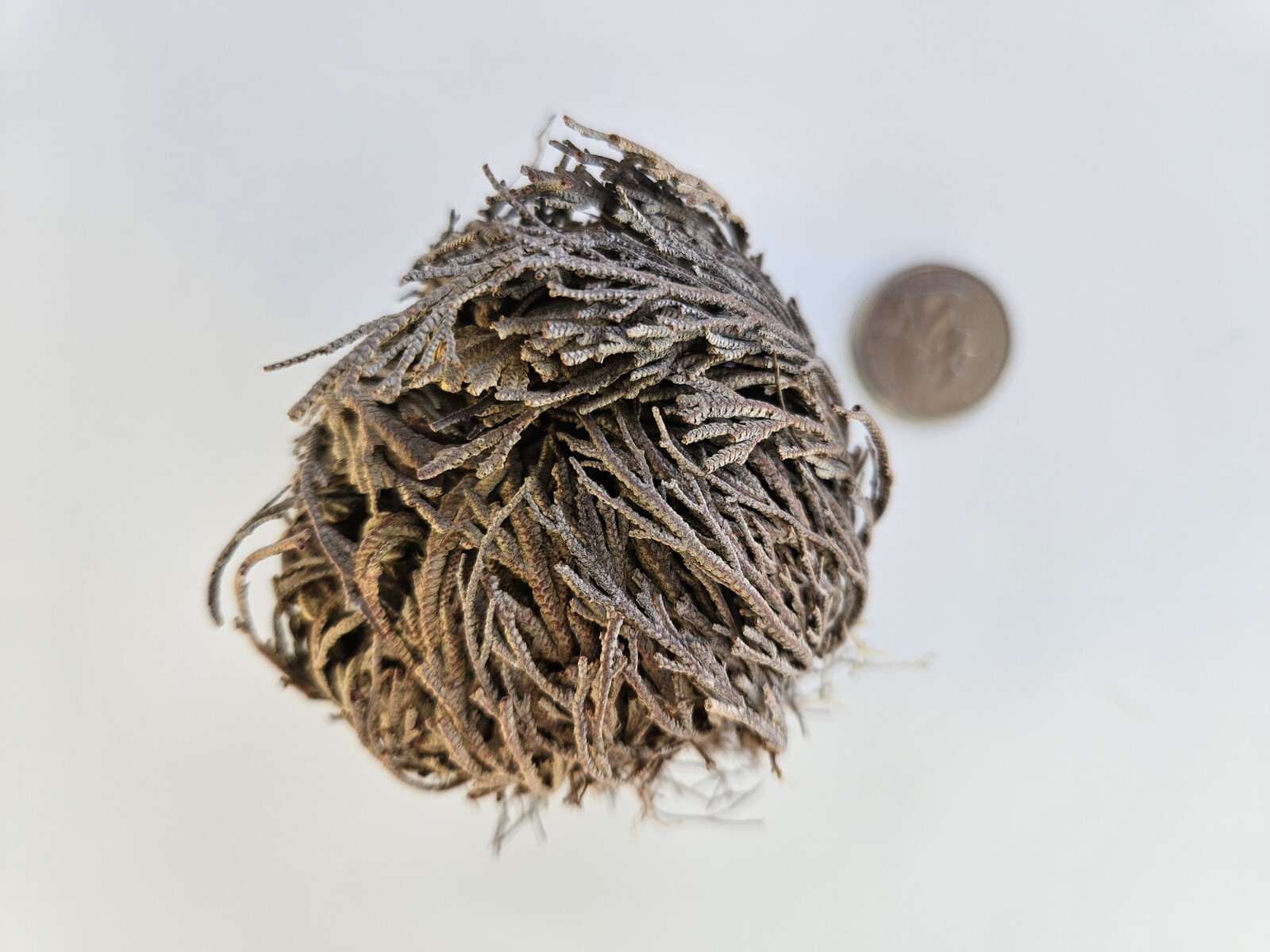 Rose of Jericho – Resurrection Plant – Dried Whole Plant Comes Back To Life.