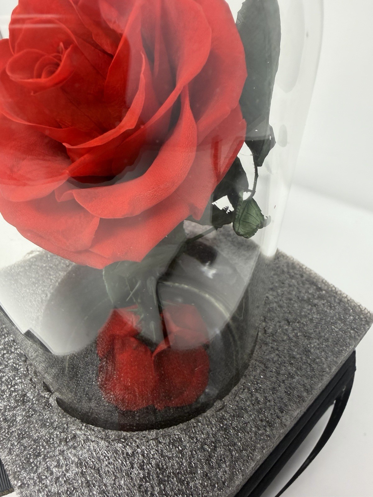 Forever Preserved Rose – Eternal Rose in Glass Dome – Beauty and the Beast Rose