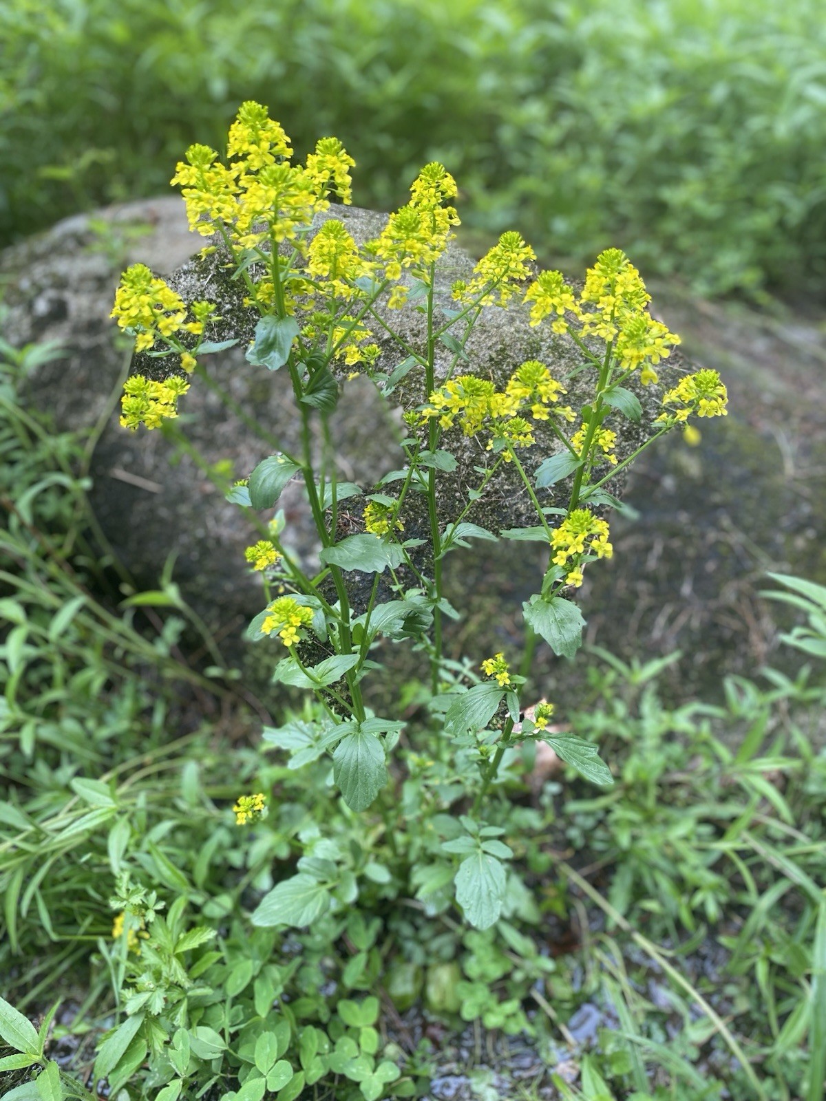 Native Maine Yellow Rocket Cress