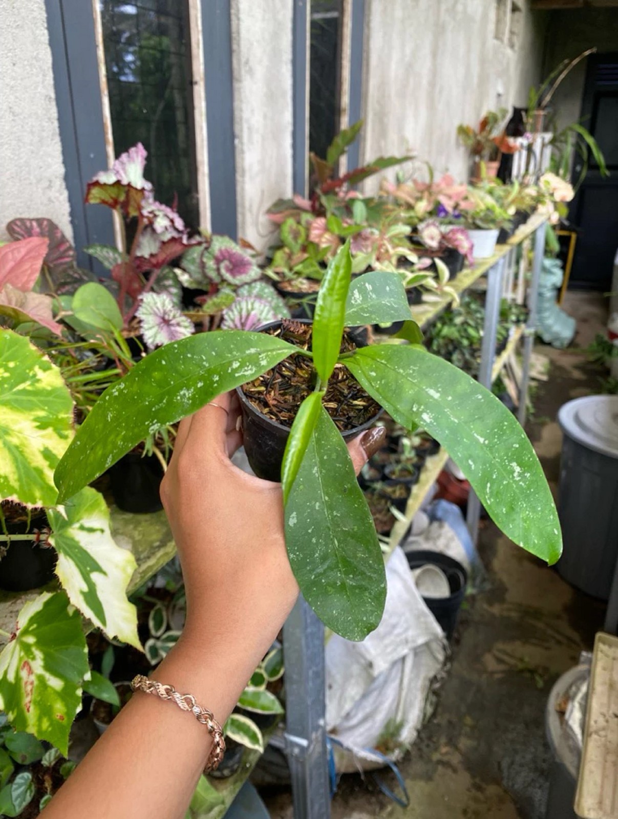 Hoya Multiflora Shooting Star Rare Blooming Hoya Star Flower Wax Plant Easy Care