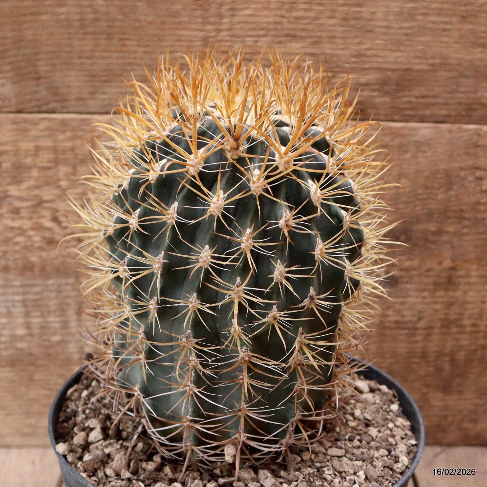 D7807 FEROCACTUS CHRYSACANTHUS pot18-H18-W11,5 cm MaMa Cactus