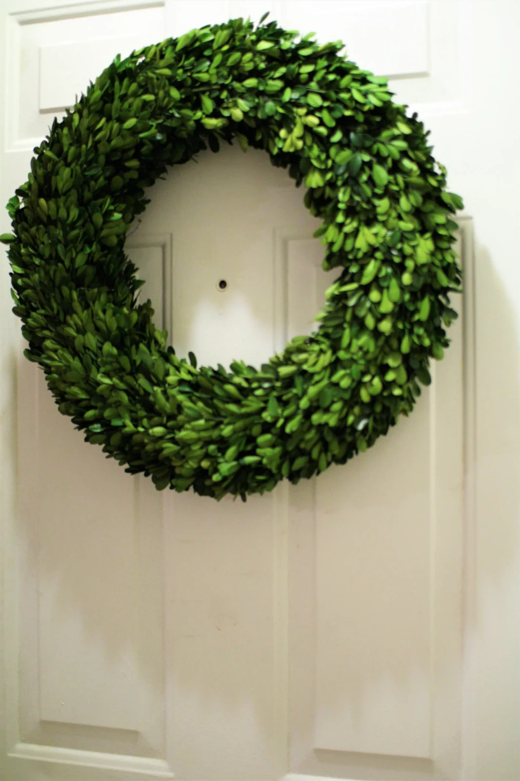 Real Preserved Boxwood Wreath Round all sizes 14 in, 16 in , 20 in , 24 in, 30in