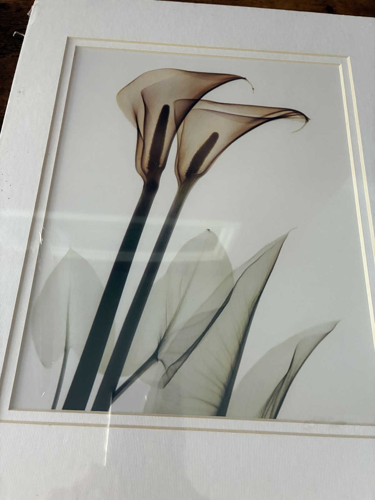 Set of 2 Calla Lily art prints