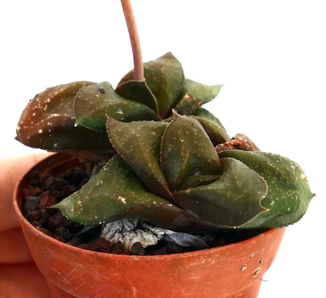 Gasteria armstrongii cv ‘ 森の矮人 ‘ – Armstrong’s gasteria | Ox tongue