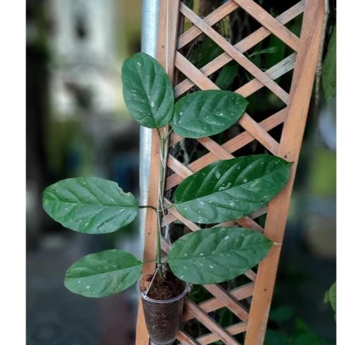 Real Pict Hoya Lasiantha Rare Plant