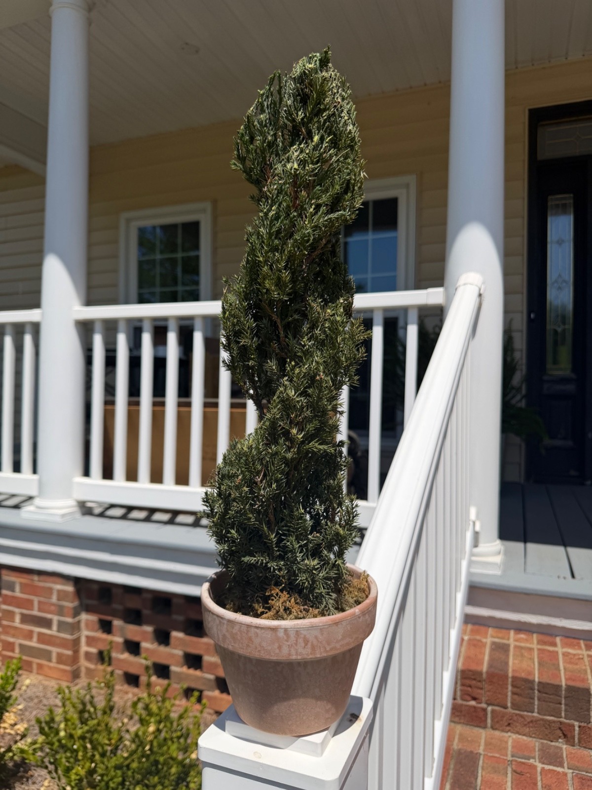 22″ Preserved Juniper Spiral Topiary Real Plant No Maintenance Home Decor
