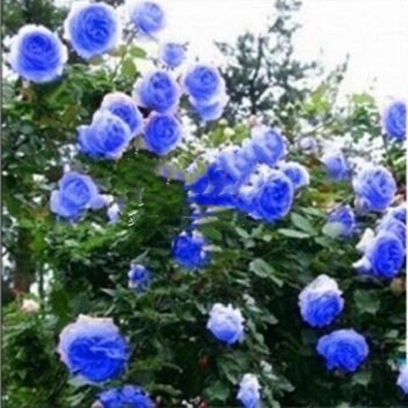 (10) CLIMBER ROSE SEEDS perennial flower garden climbing plant USA SELLER TRACK
