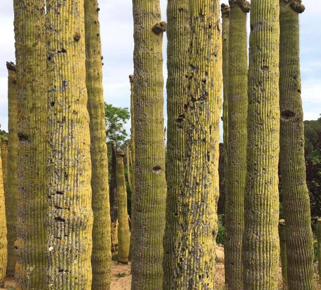 Neobuxbaumia polylopha 100 SEEDS – Golden saguaro | Cone cactus