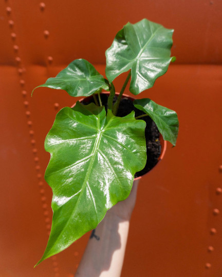 Alocasia Low Rider | Live Tropical Plant 6″ inch Pot | Elephant’s Ear Houseplant